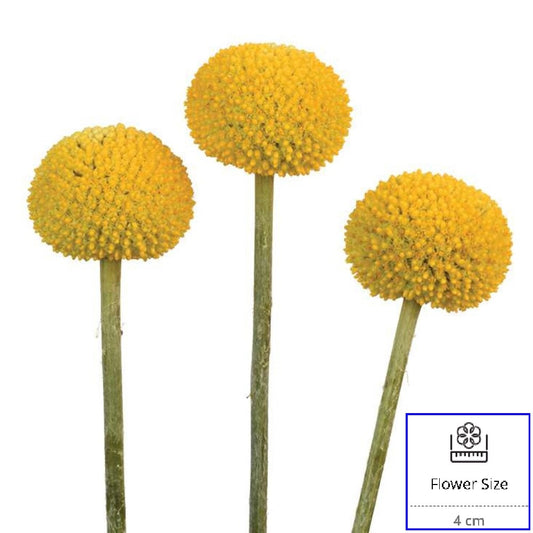 CRASPEDIA 60cm YEL Paintball Jumbo 10 St(Stems)