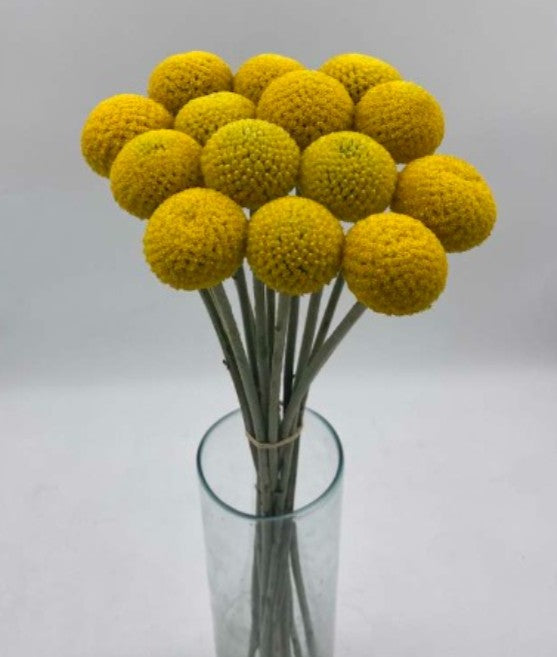 CRASPEDIA YELLOW BUMBLEBEE 10ST 60cm