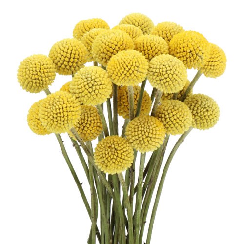 CRASPEDIA 70cm YEL YELLOW 10 St(Stems)
