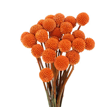 CRASPEDIA TNT. ORANGE 10ST 60 70cm