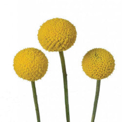 CRASPEDIA YELLOW GLOBE 10ST 60cm