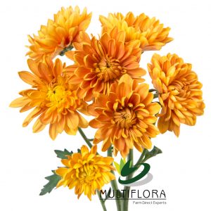 CUSHION EX BRZ Madera 7st (Bunches)