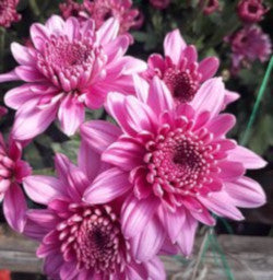 CUSHION EX PNK Candor (Bunches)