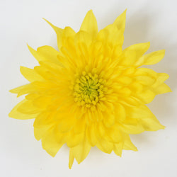 CUSHION EX YEL Champagne 7st (Bunches)