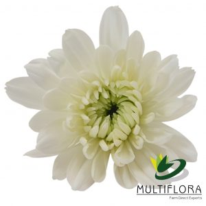 CUSHION EX WHI Maisy 7st (Bunches)