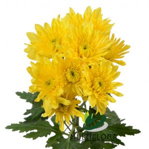 CUSHION EX YEL Polaris 7St (Bunches)
