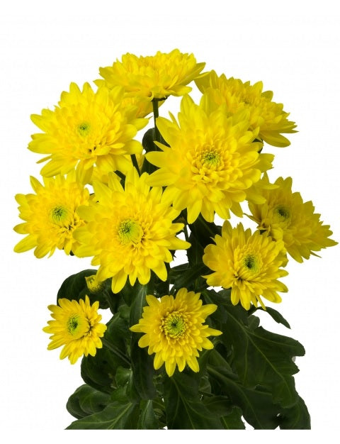 CUSHION EX YEL Soleado (Bunches)