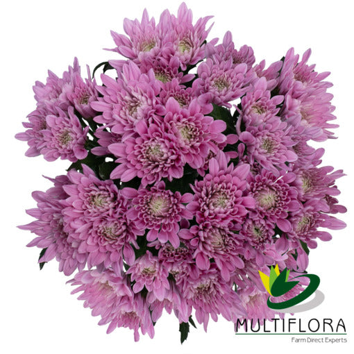 CUSHION EX PNK Veronica 7st (Bunches)