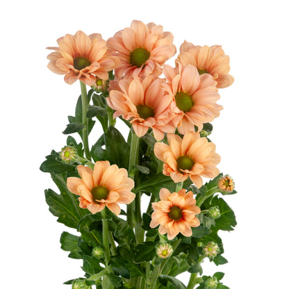 POMPON NOVELTY MICRO SANTINI BABETTE PEACH