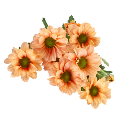 POMPON NOVELTY MICRO SANTINI BABETTE PEACH