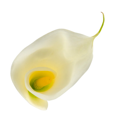 CALLA WHITE REGULAR CUT