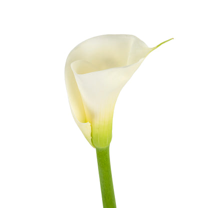 CALLA WHITE REGULAR CUT