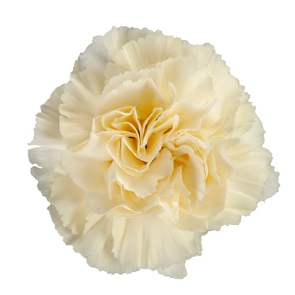 CARN DILETTA CREAM STANDARD