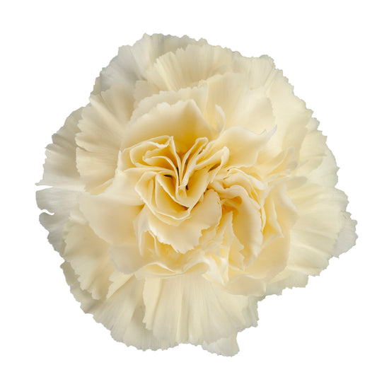 CARN DILETTA CREAM FANCY