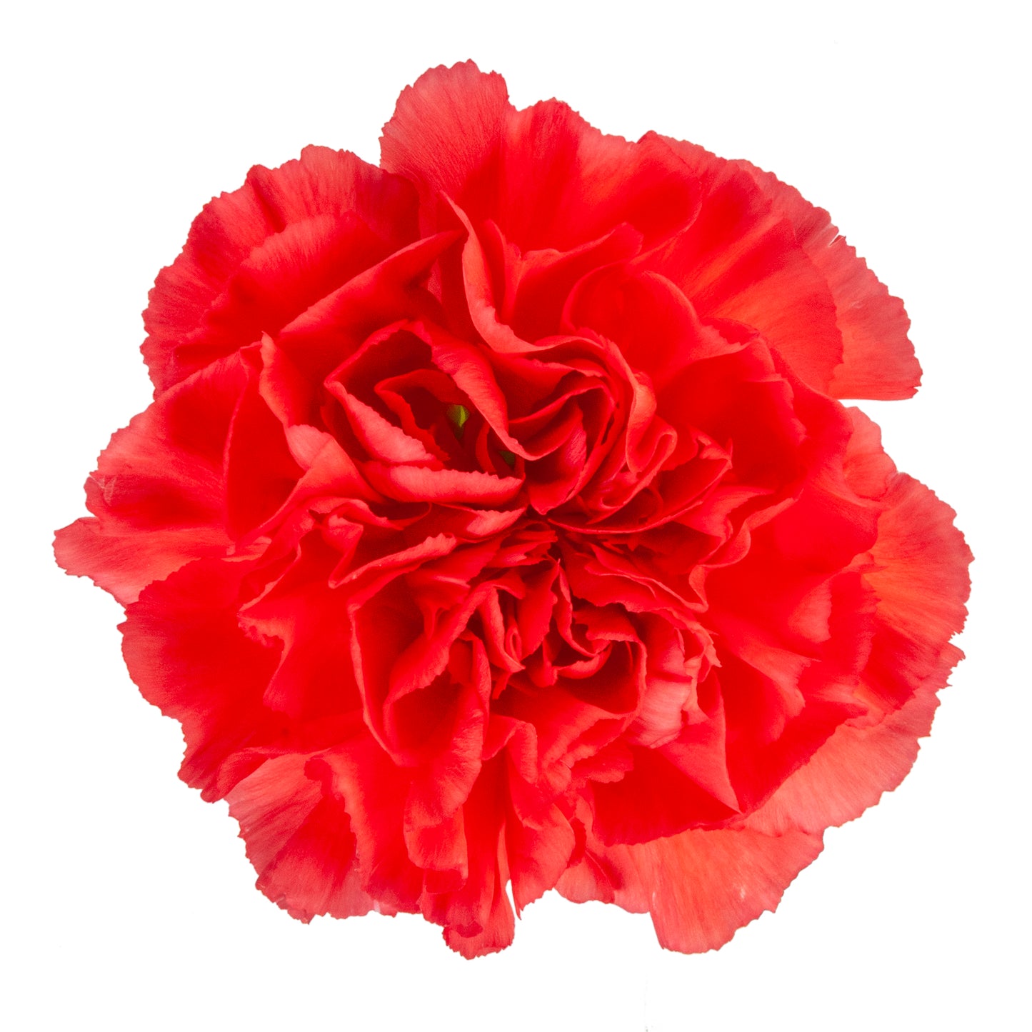 CARNATION ORANGE CAROLINE FCY