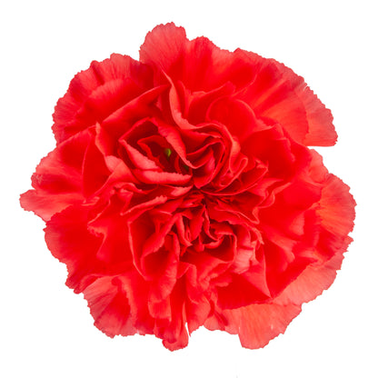 CARNATION ORANGE CAROLINE FCY