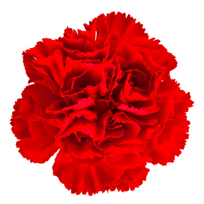 CARN RED SELECT