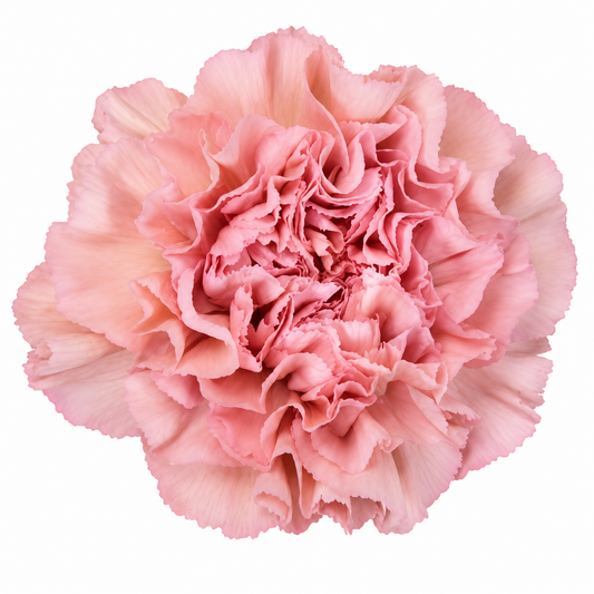 CARN TER LEGE PINK SELECT