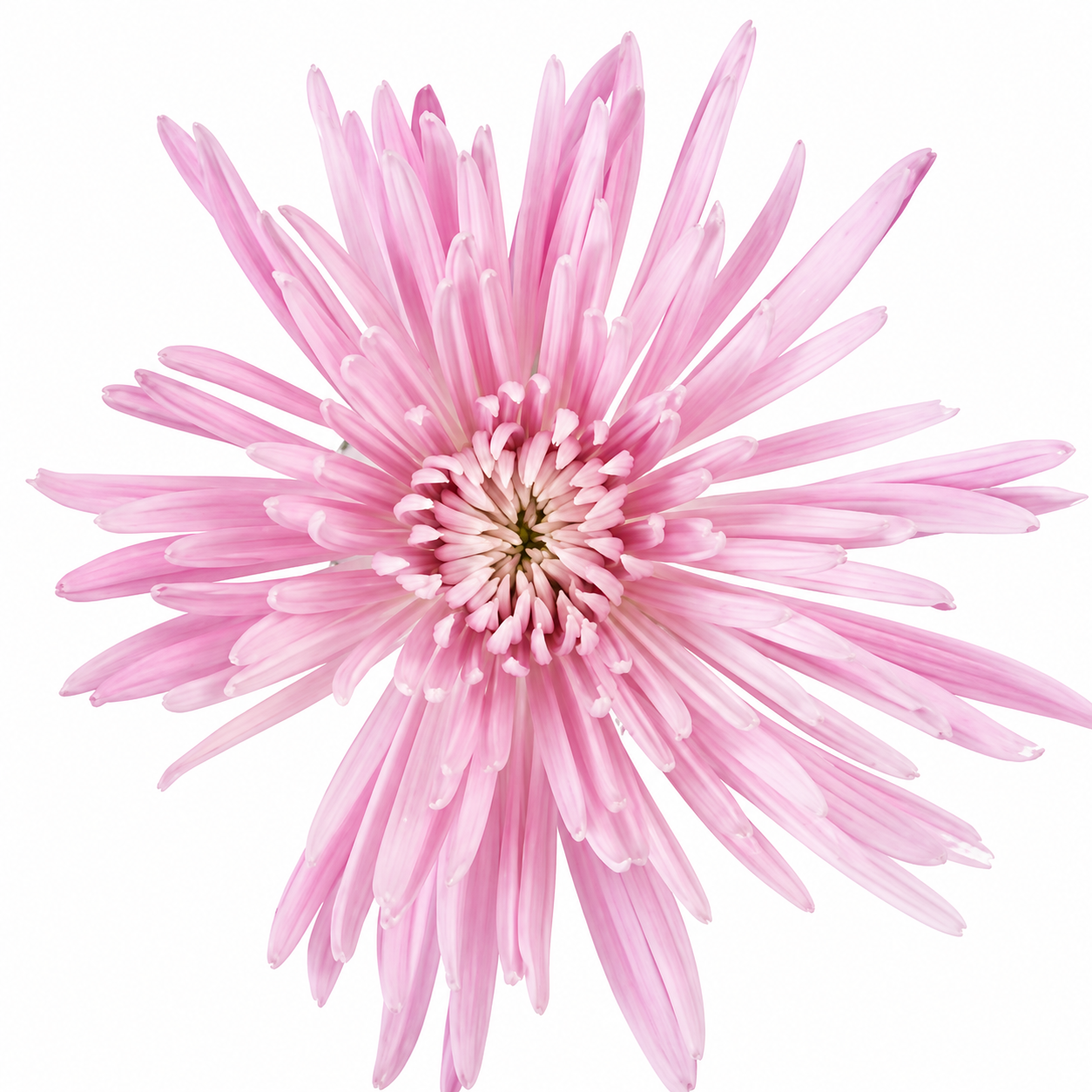 SPIDER MUM ANASTASIA LPK EX