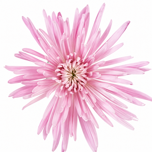 SPIDER MUM ANASTASIA LPK EX