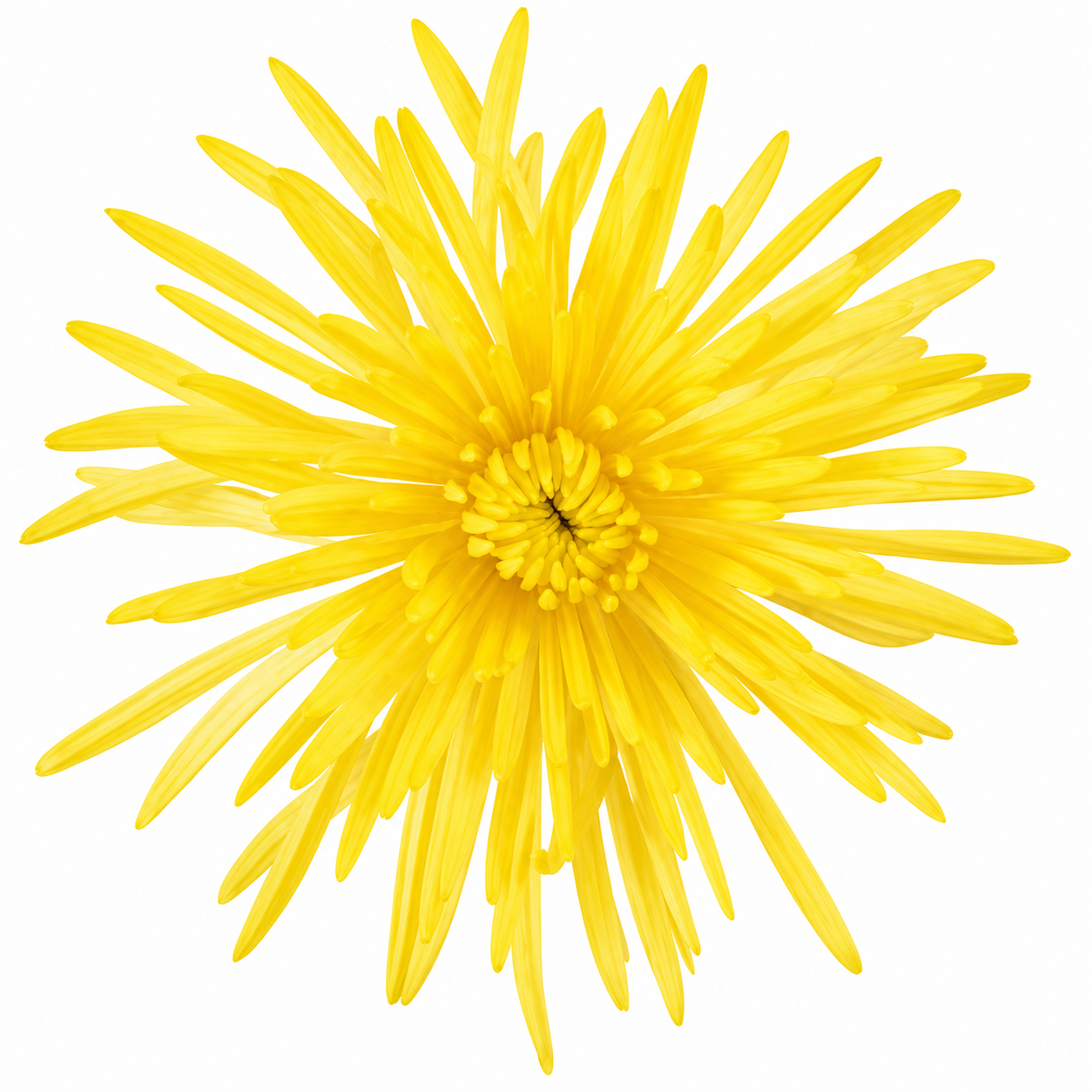 SPIDER MUM SUNNY ANASTASIA 10ST EX