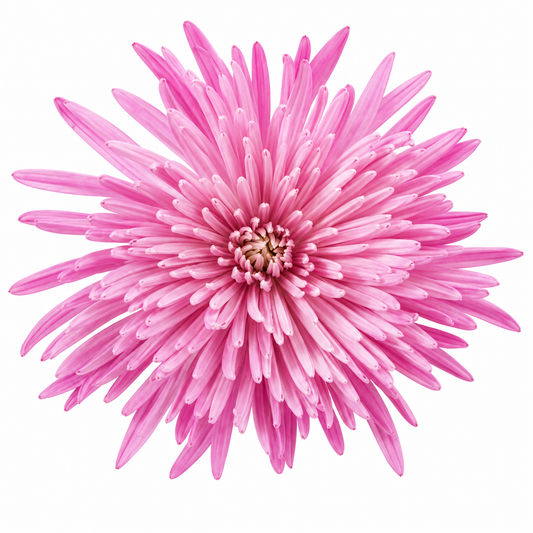SPIDER MUM ANASTASIA LAVANDA 10ST EX