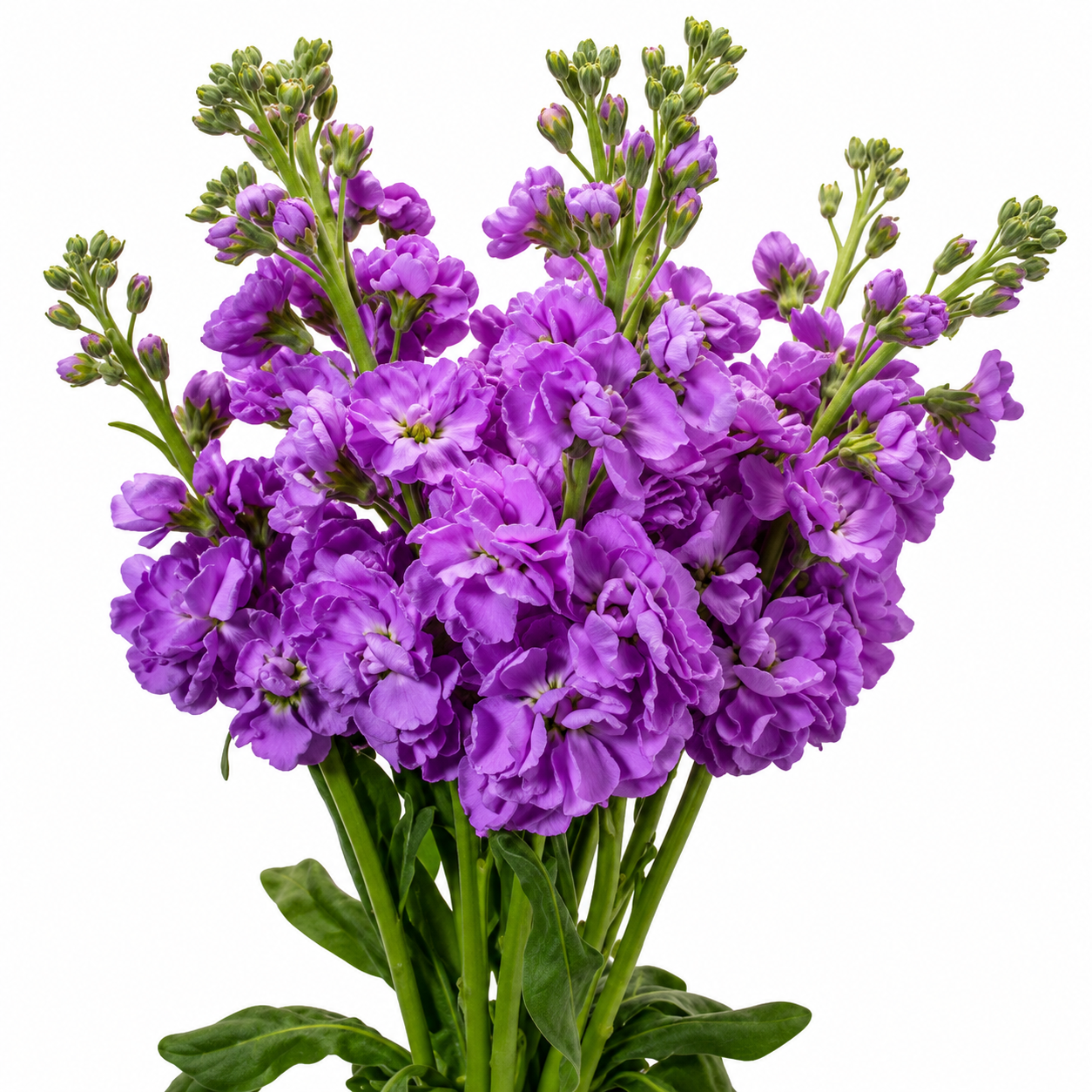 STOCK DOUBLE BLM. LAVENDER 10ST 70CM