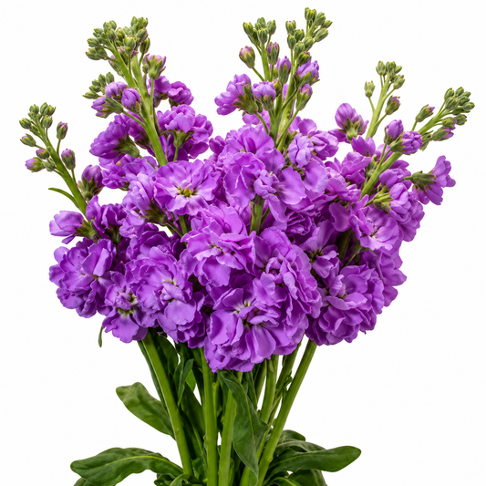 STOCK DOUBLE BLM. LAVENDER 10ST 70CM
