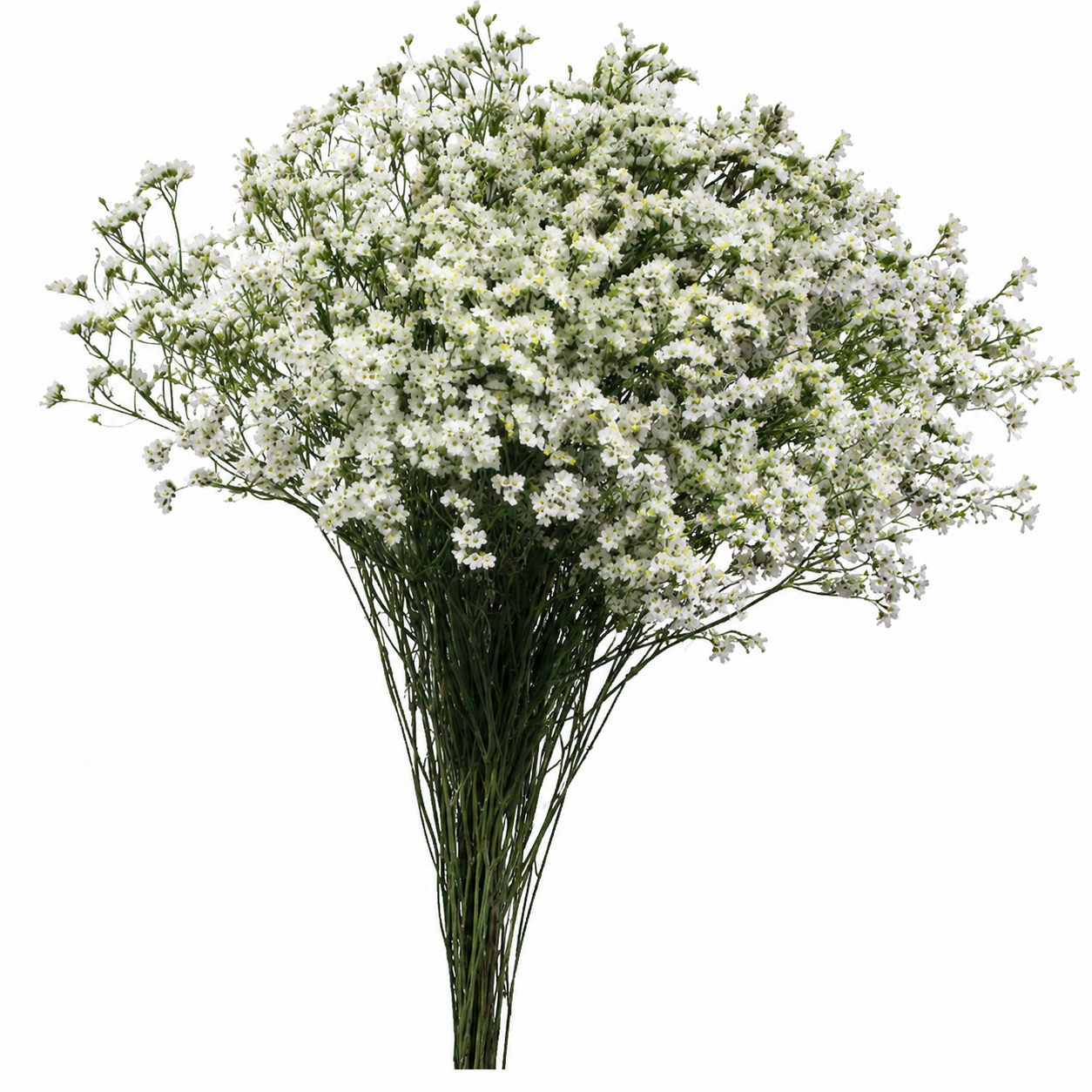 LIMONIUM EVER SNOW WHITE 10ST 70CM