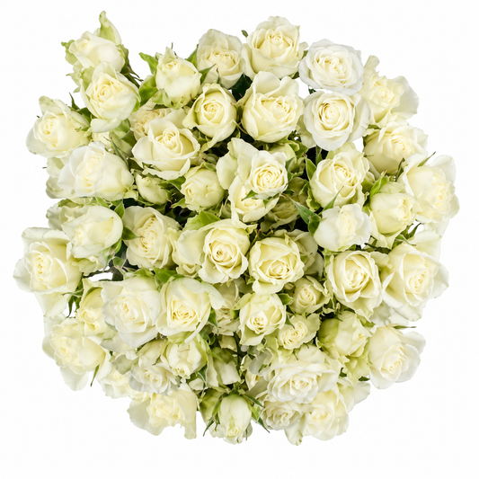 SPRY ROSE SNOW FLAKE 50CM