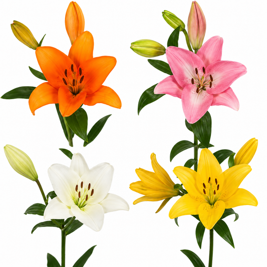 LILY LA HYB ASSORTED 10ST 3-5 BL