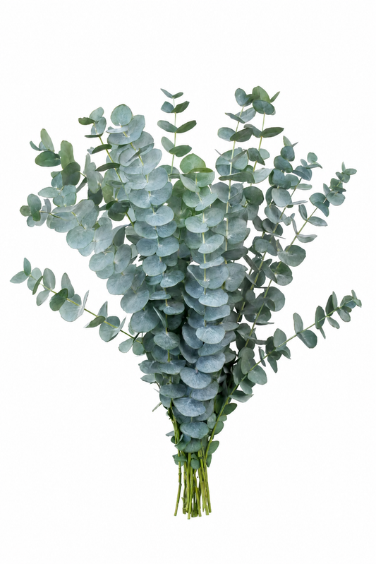 GREEN EUCALYPTUS BABY BLUE SEL CMS 60