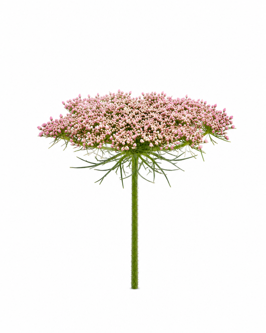 AMMIMAJUS PINK MIST 10ST 70