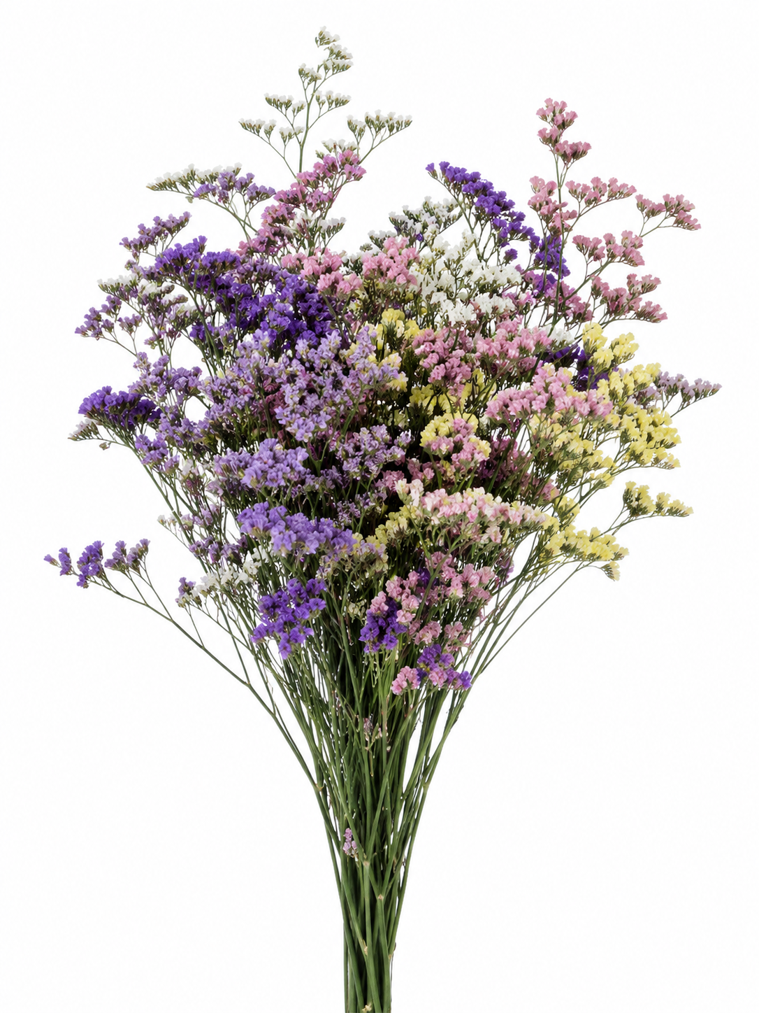 LIMONIUM MISTY ASSORTED 10ST 70CM
