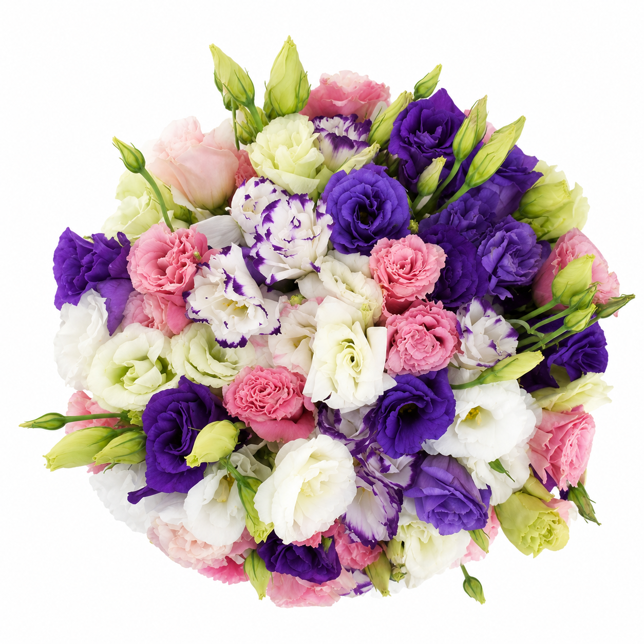 LISIANTHUS ASSORTED 70CM
