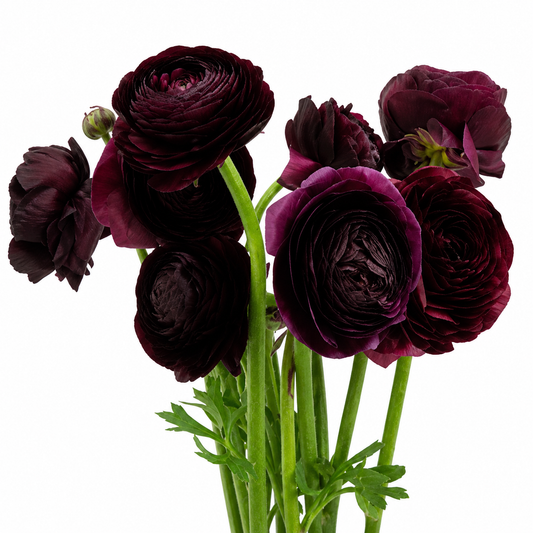 RANUNCULUS BURGUNDY / PURPLE 45/50
