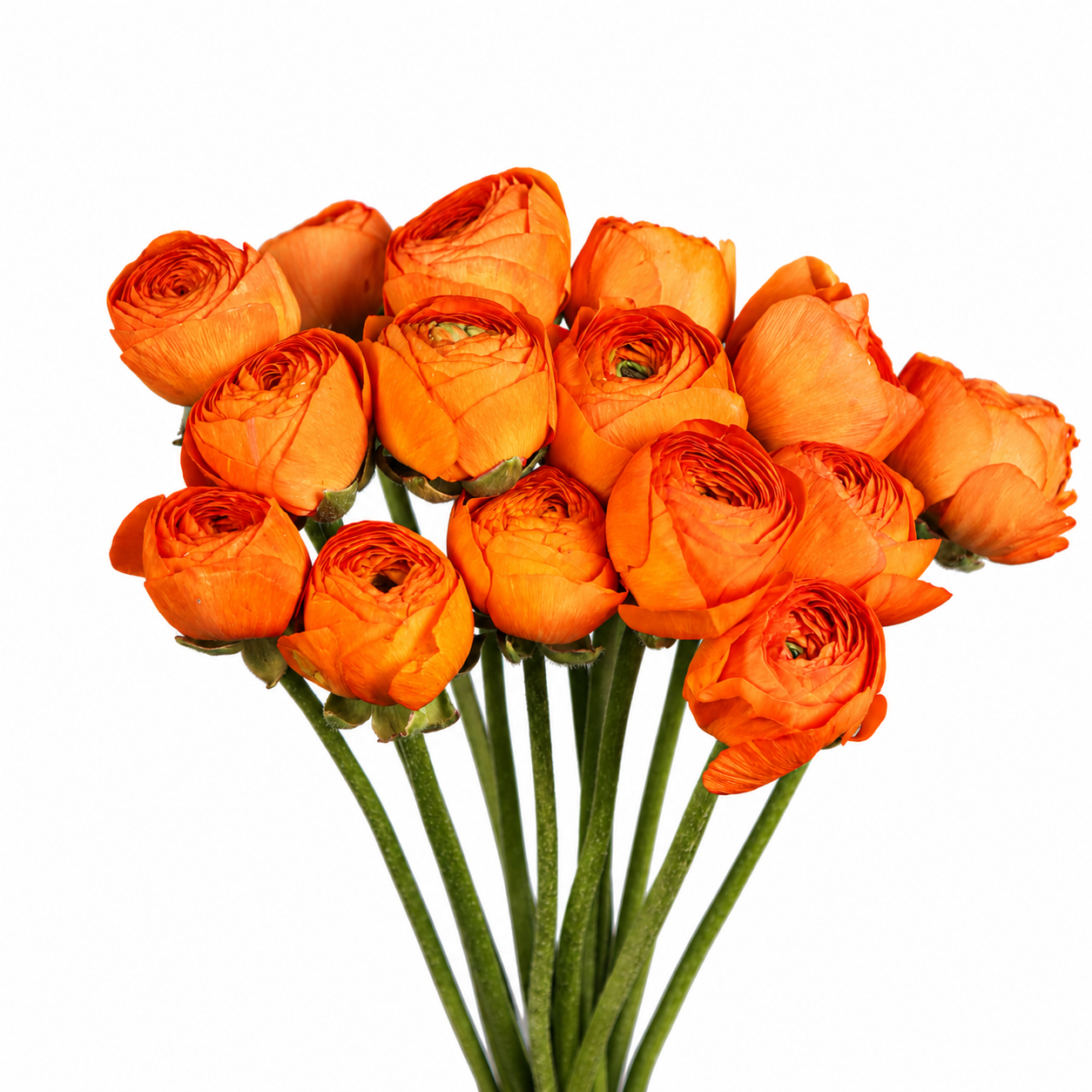 RANUNCULUS CLONI ORANGE 10ST 50
