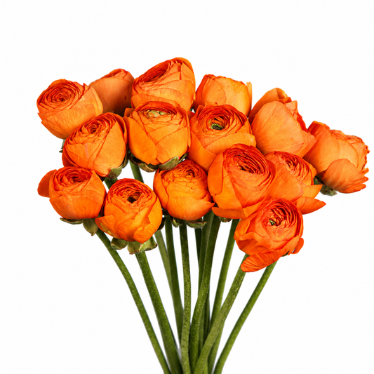 RANUNCULUS CLONI ORANGE 10ST 50
