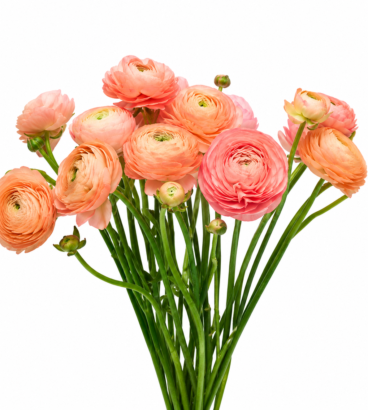 RANUNCULUS CLONI PEACH 10ST 50