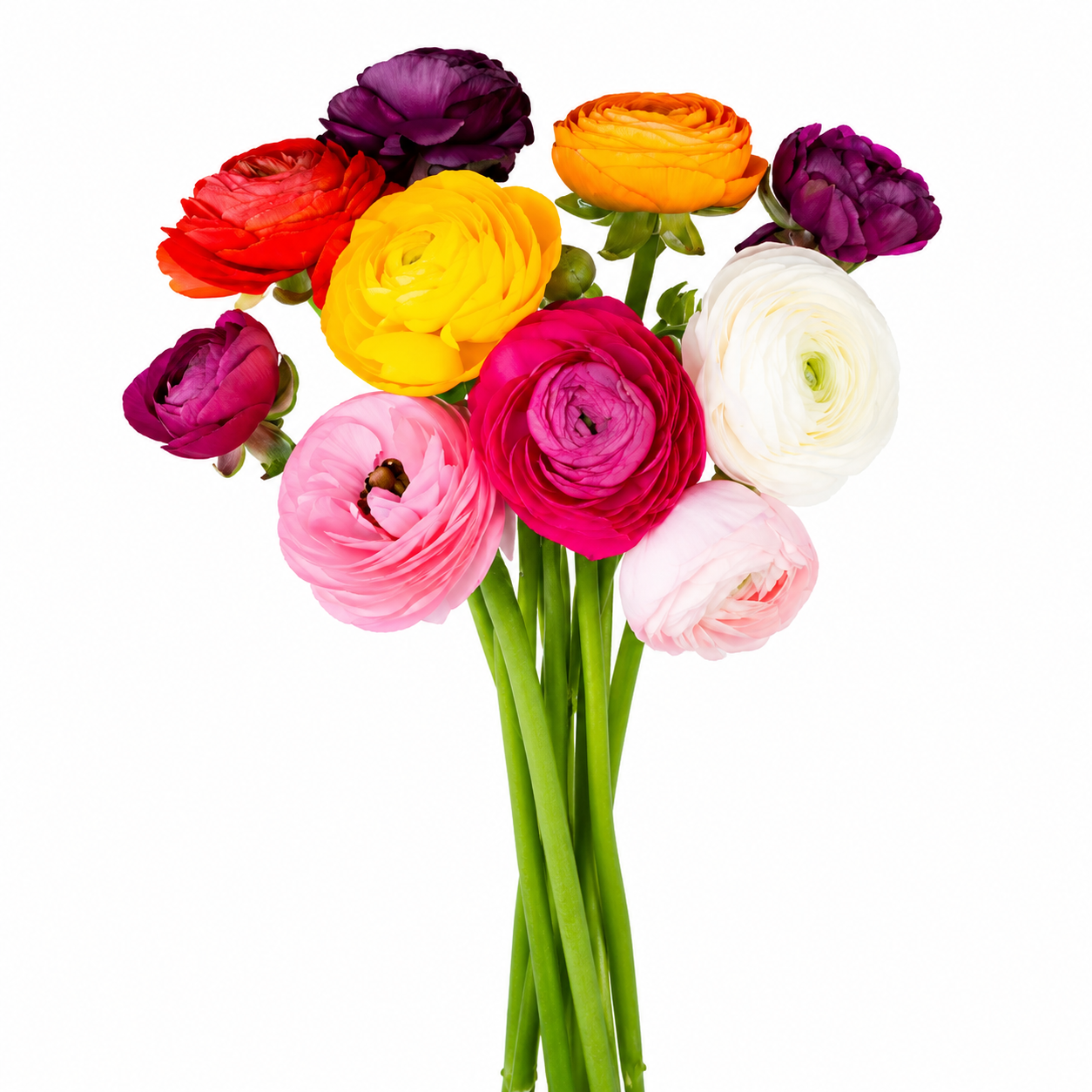 RANUNCULUS ELEGANCE ASSORTED 10ST 40CM