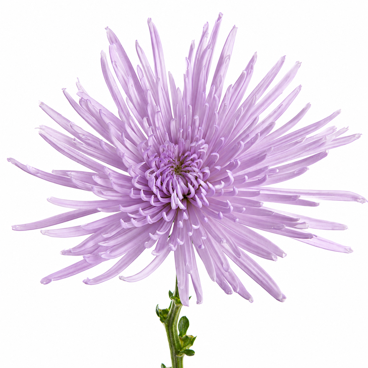 SPIDER ANASTASIA LAVENDER 10ST 70