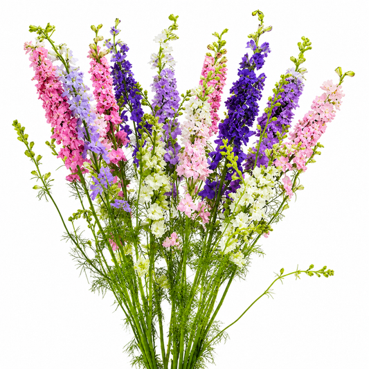 LARKSPUR ASSORTED 80CM