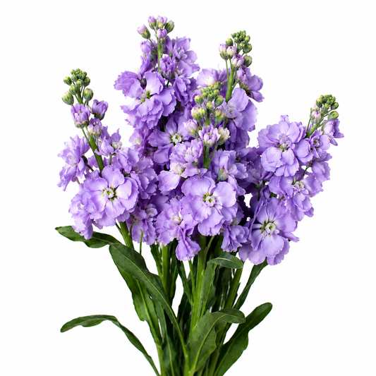 STOCK LAVENDER 10 ST SEL