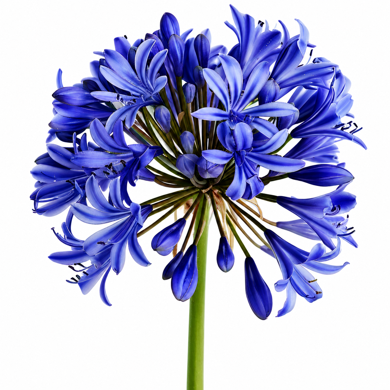 AGAPANTHUS BLUE 80CM