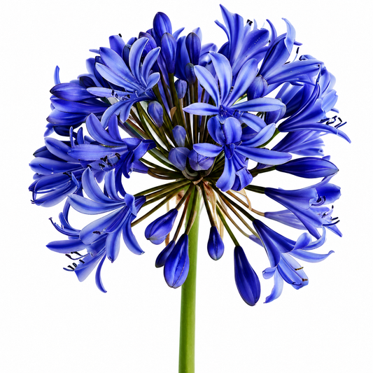 AGAPANTHUS BLUE 80CM