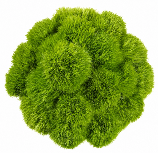 DIANTHUS GREEN BALL 10ST 60CM