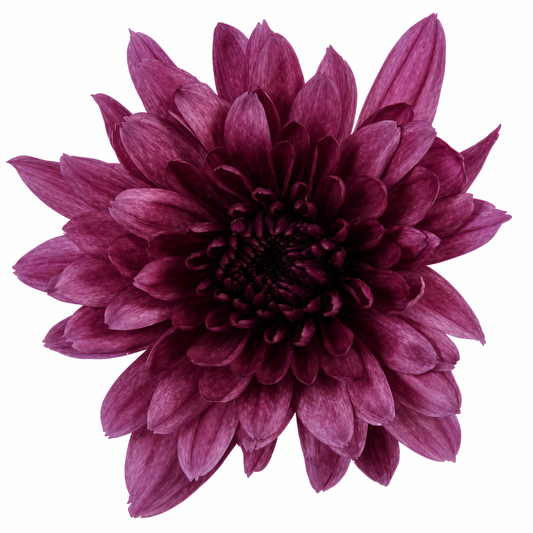CUSHION PURPLE TORNADO 7ST EX