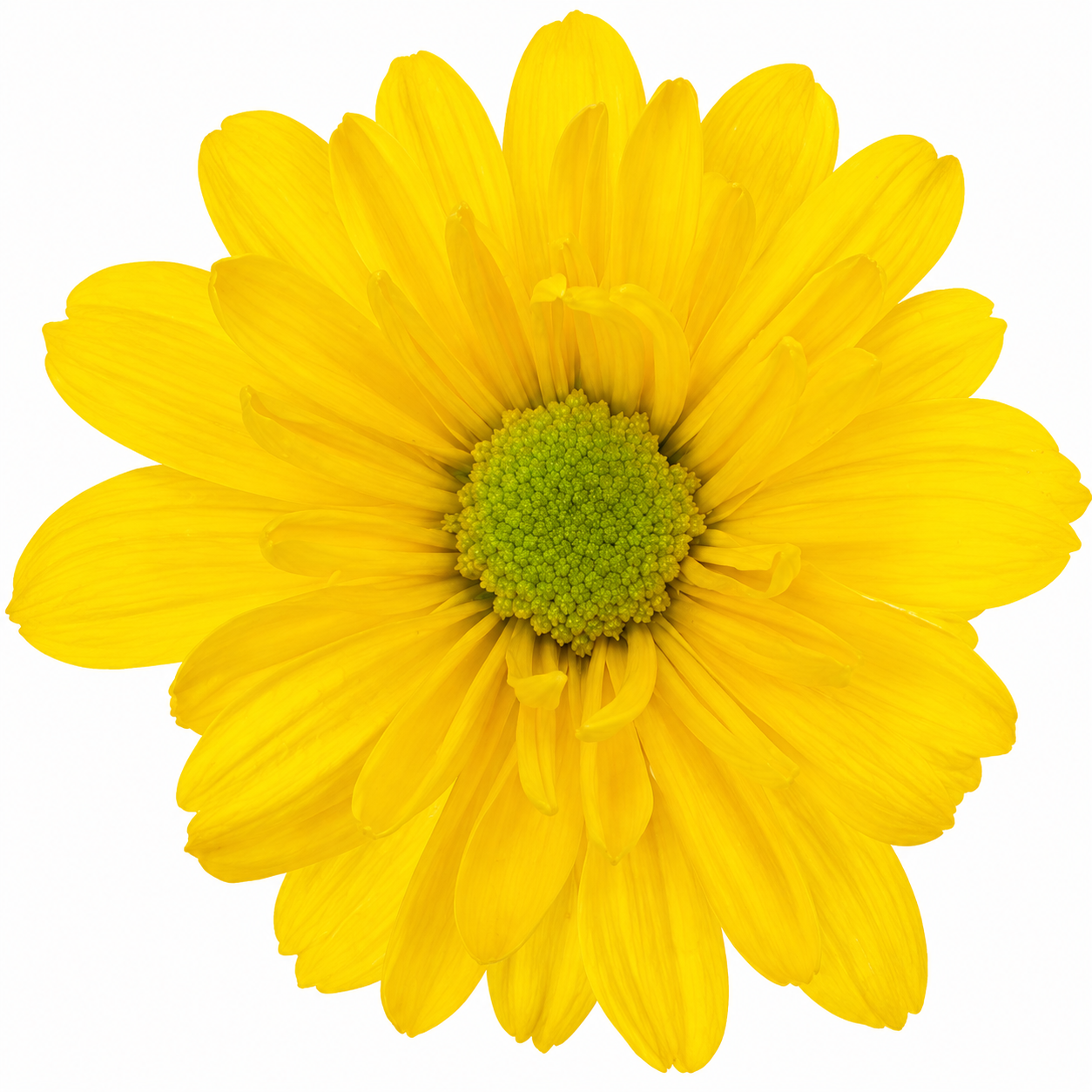 DAISY INDIRA 7ST EX