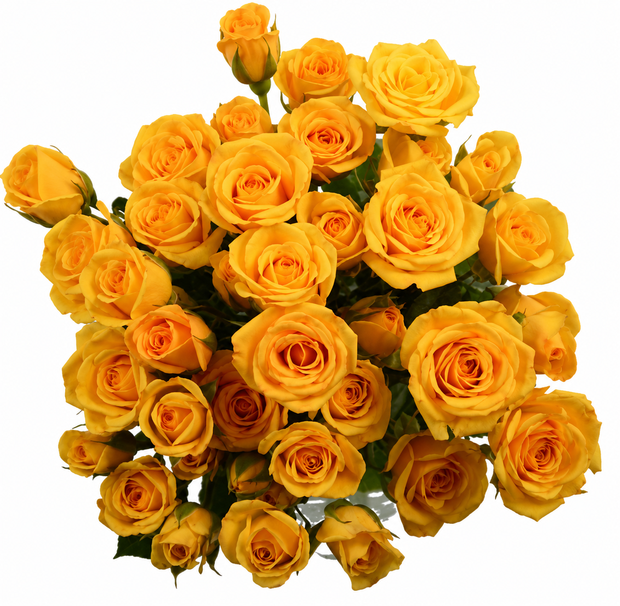 SPRY ROSE YELLOW BABE 50CM