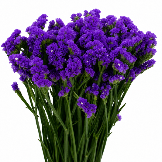 STATICE PURPLE 10 ST 70CM